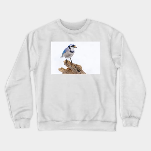 Blue on White - Blue jay Crewneck Sweatshirt by Jim Cumming